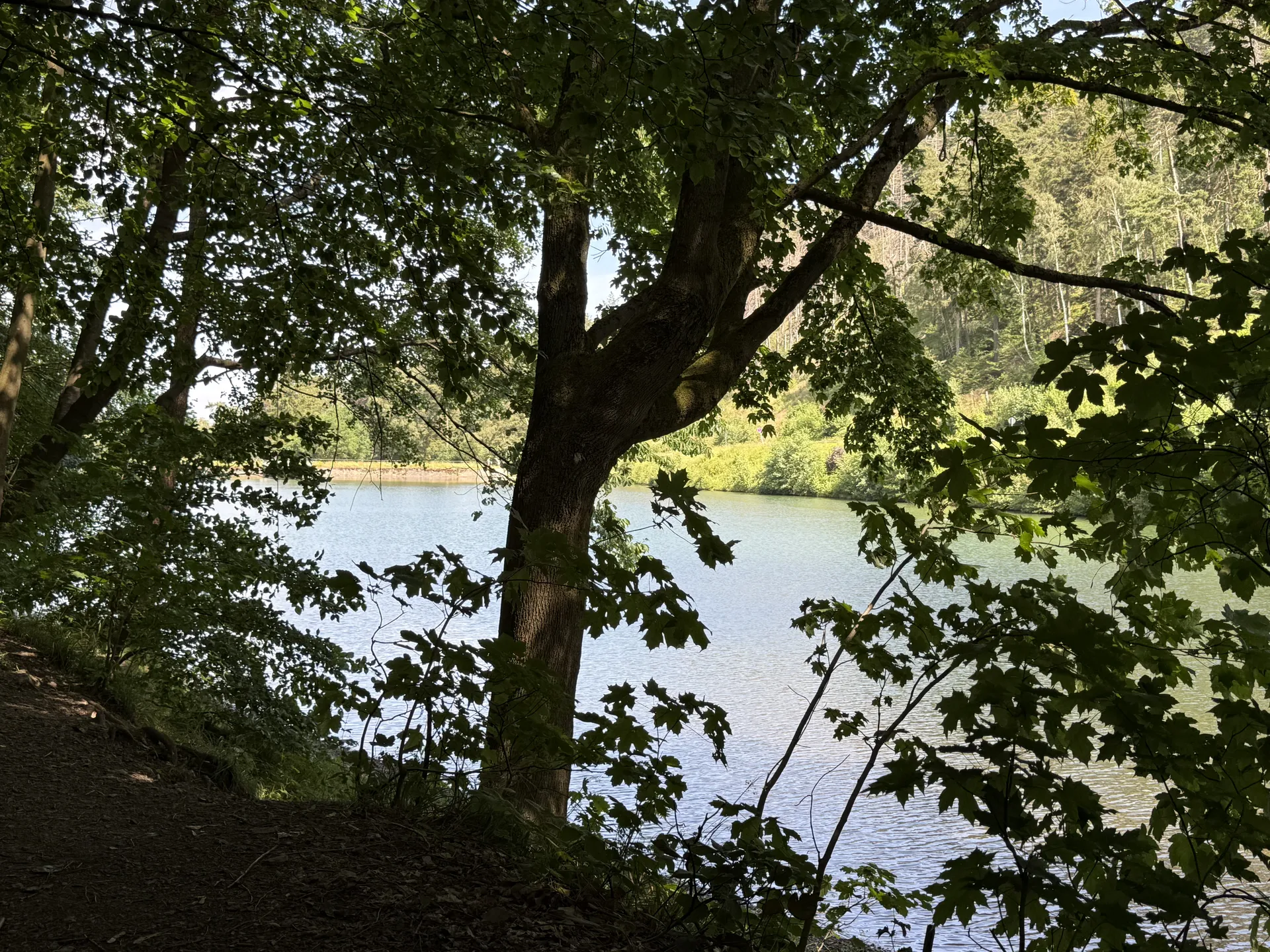 Wald- und Wasserlandschaft im Harz