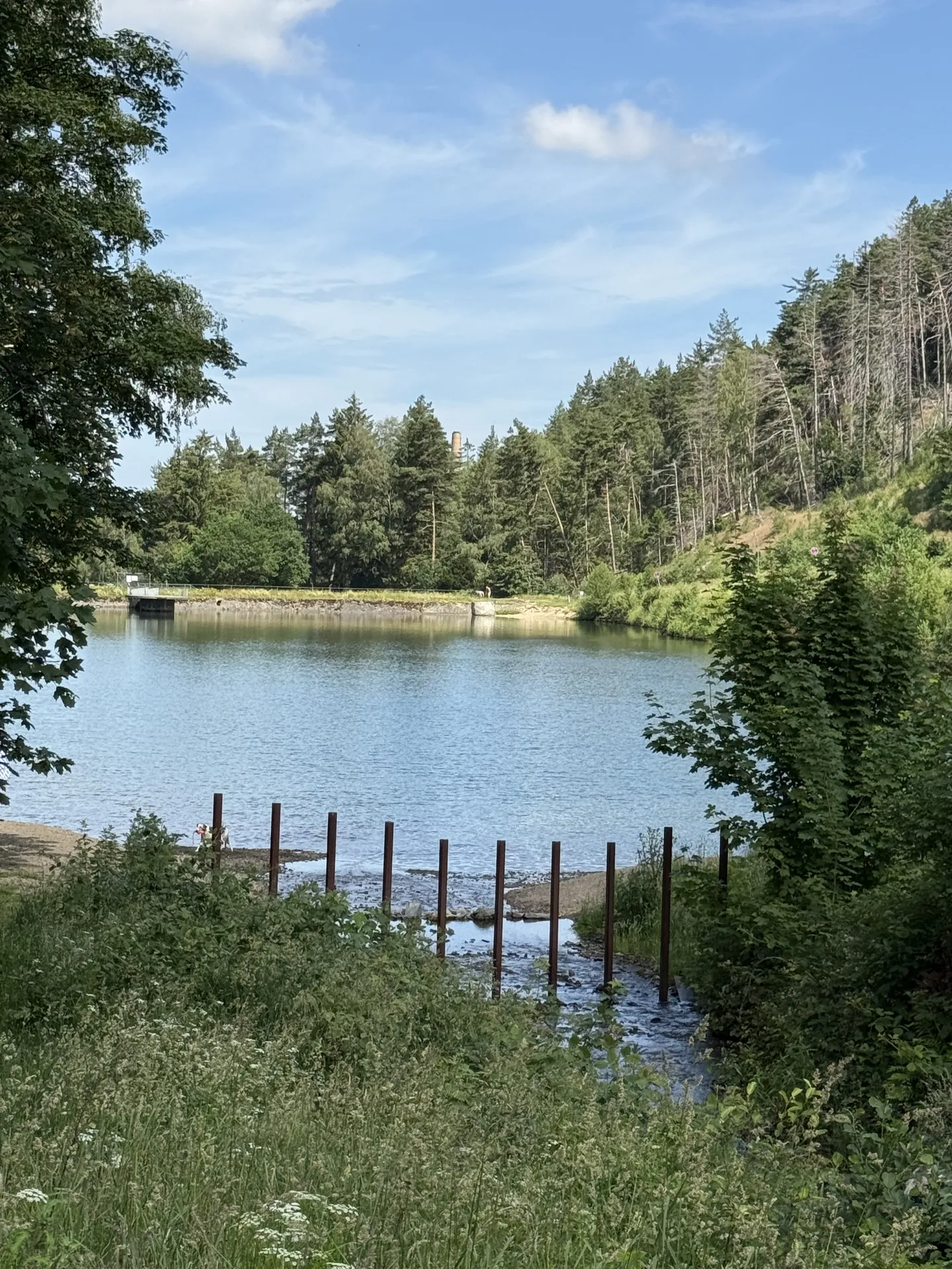 Waldlandschaft im Harz