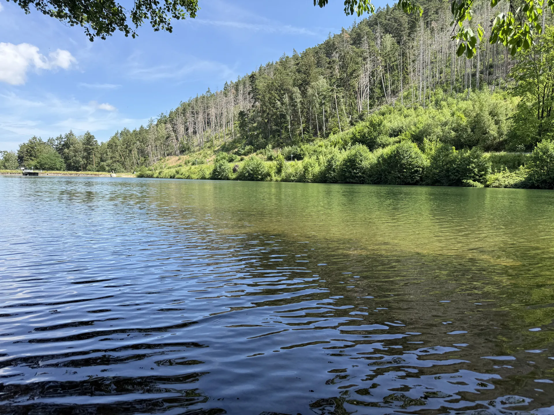 Wasserfläche eines Teichs im Harz, Sinnbild für die Rundwanderung am Oderteich
