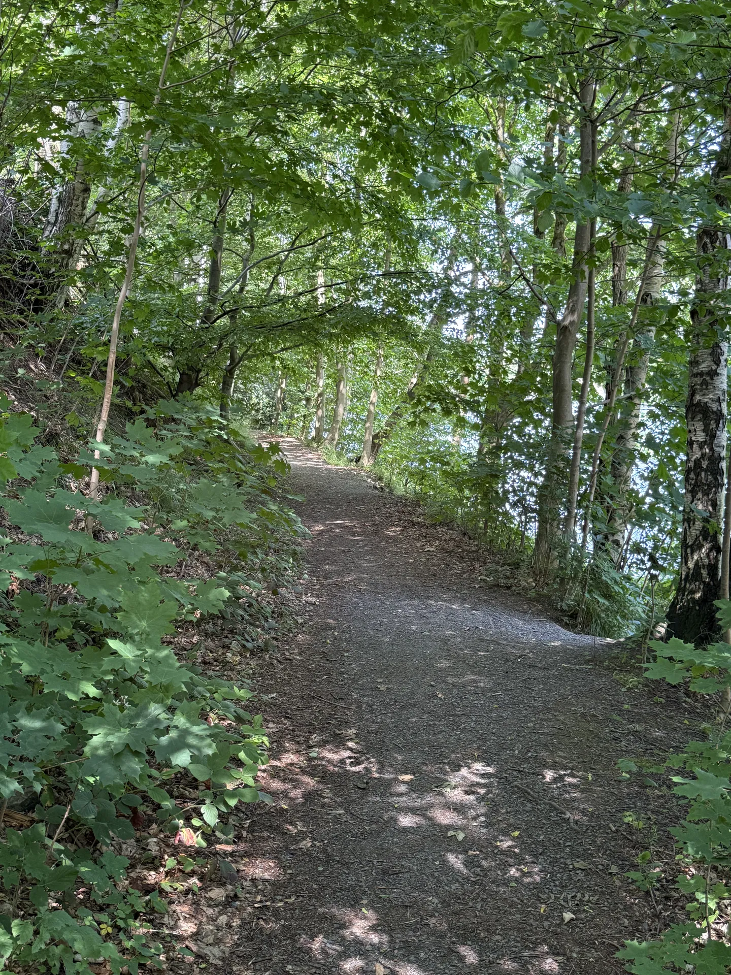 Weg entlang eines Teichs im Harz, sinnbildlich für die Rundwanderung am Oderteich