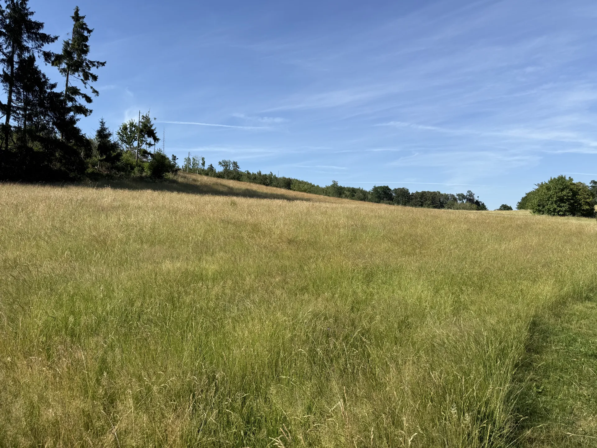 Naturlandschaft mit Wiese bei Goslar, typisches Terrain für Spaziergänge mit Hund