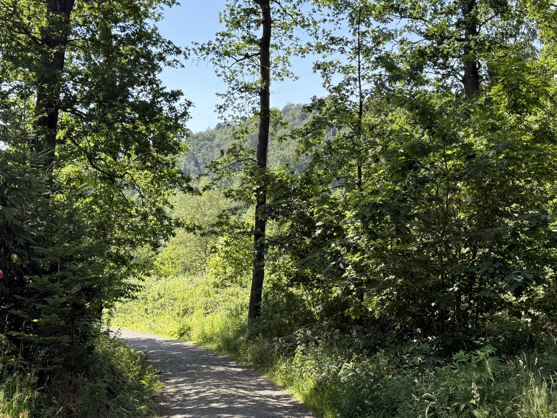 Waldlandschaft im Harz entlang der Wanderwege Richtung Brocken