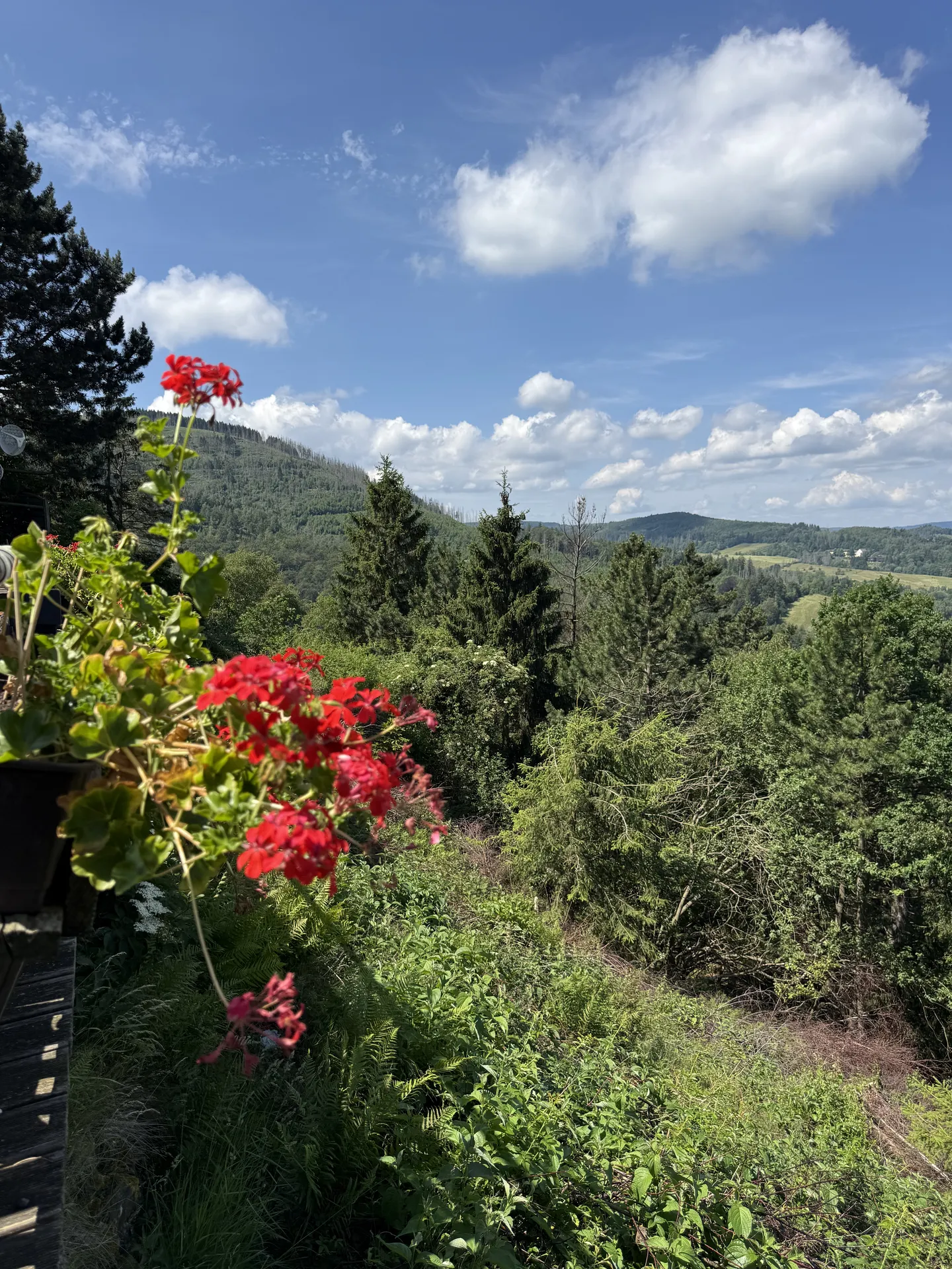 Wald- und Wiesenlandschaft im Harz