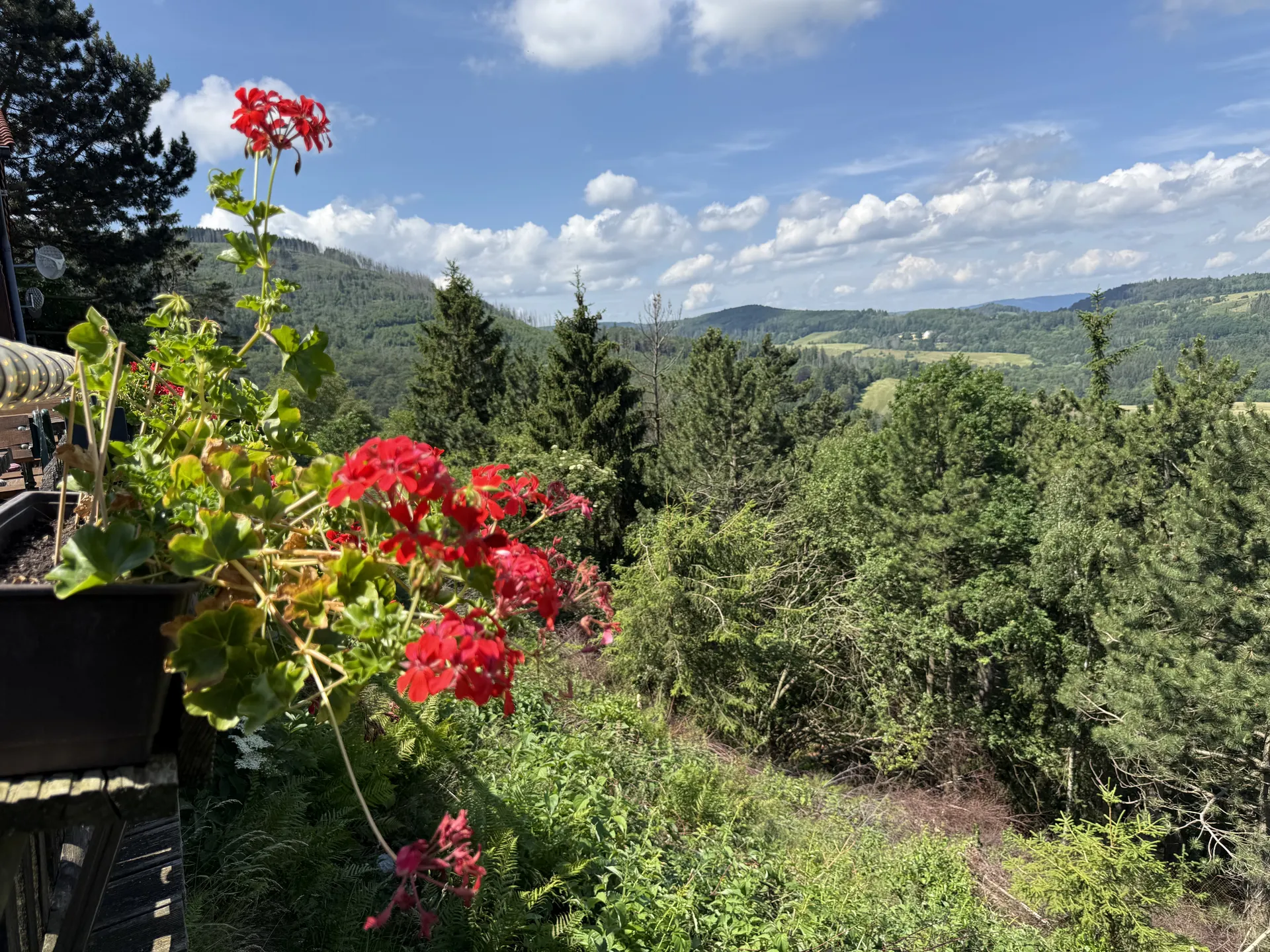 Wald- und Wiesenlandschaft im Harz entlang der Wanderwege Richtung Brocken