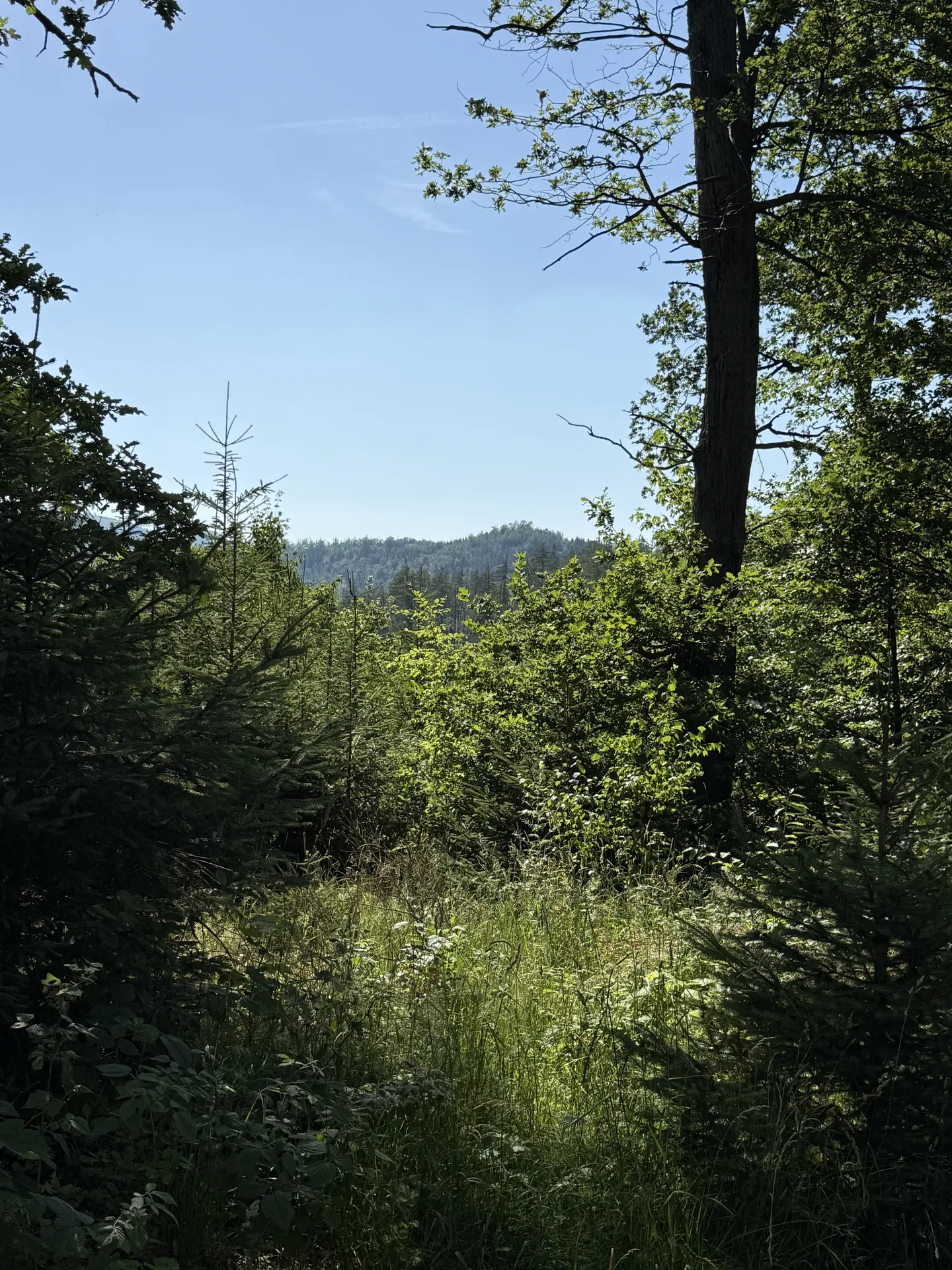 Waldlandschaft im Harz nahe der Eckertalsperre