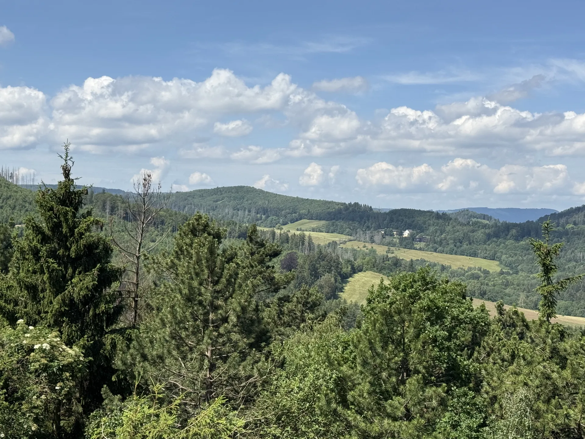 Panorama einer Waldlandschaft im Harz bei Goslar